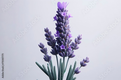 Lavender flower isolated on solid white background. ai generative