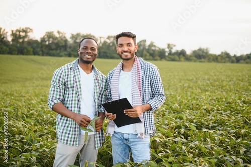 Two African and Indian farmers check the harvest in a corn field.