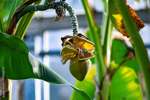 Closeup on banana tree with fruit photo