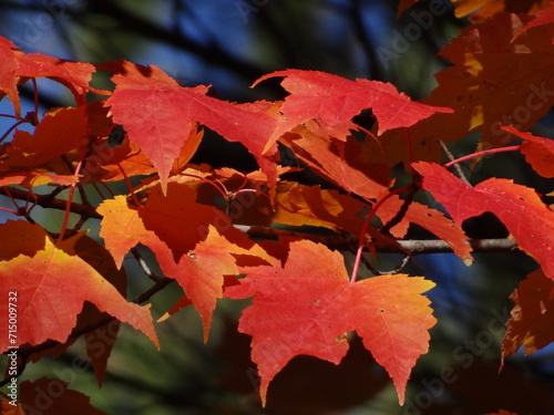 red maple leaves in autumn