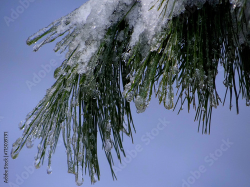 snow covered branches