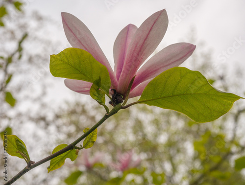 Lily magnolia in woodland at Arley Hall, Cheshire, UK