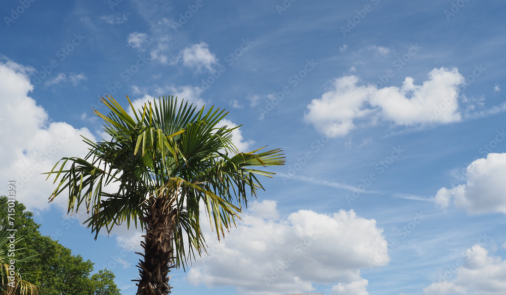 Fototapeta premium palm tree over blue sky