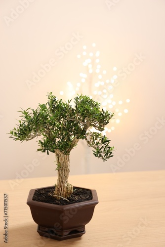 Beautiful bonsai tree in pot on wooden table