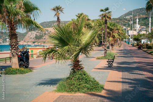 Fototapeta Naklejka Na Ścianę i Meble -  Turecka palma