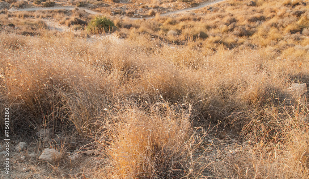 Hierbas secas junto al sendero de La Molata en Las Negras, Almería, España. Paisaje costero del Parque Natural Cabo de Gata a orillas del mar Mediterráneo. Hierbas secas junto al sendero de La Molata en Las Negras, Almería, España. Paisaje costero del Parque Natural Cabo de Gata a orillas del mar Mediterráneo.