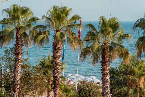 Fototapeta Naklejka Na Ścianę i Meble -  Tureckie palmy, Plaża Kleopatry,