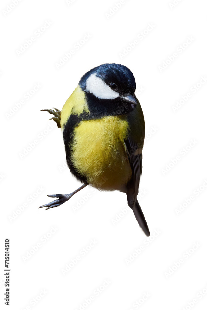 Fototapeta premium Great tit bird isolated ( Parus major )
