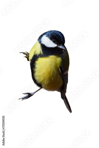 Great tit bird isolated ( Parus major ) © Adrian 