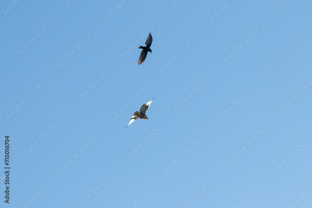 Black crow fighting against falcon or eagle in blue sky to expel the bird of prey and defend against threat of attacking falcon as angry crow fights in sky with aggressive hawk to protect little birds