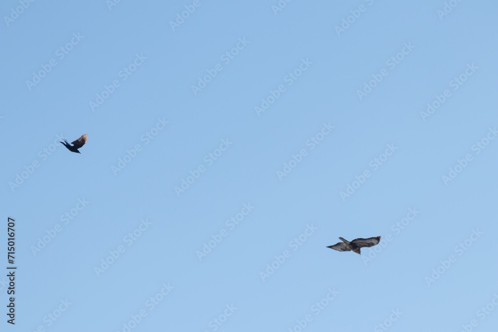 Black crow fighting against falcon or eagle in blue sky to expel the bird of prey and defend against threat of attacking falcon as angry crow fights in sky with aggressive hawk to protect little birds Black crow fighting against falcon or eagle in blue sky to expel the bird of prey and defend against threat of attacking falcon as angry crow fights in sky with aggressive hawk to protect little birds