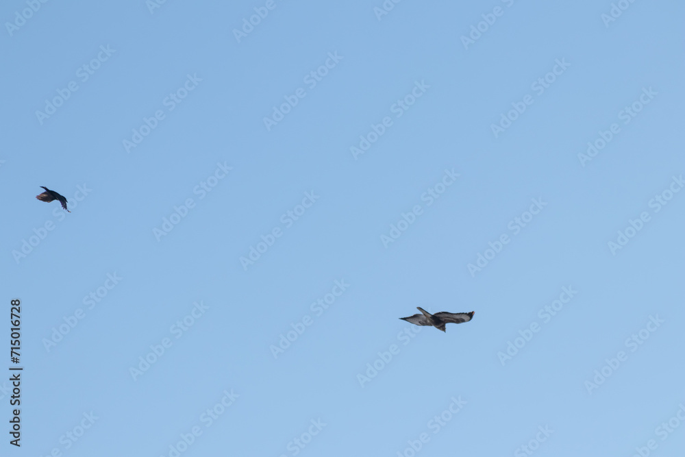 Black crow fighting against falcon or eagle in blue sky to expel the bird of prey and defend against threat of attacking falcon as angry crow fights in sky with aggressive hawk to protect little birds Black crow fighting against falcon or eagle in blue sky to expel the bird of prey and defend against threat of attacking falcon as angry crow fights in sky with aggressive hawk to protect little birds