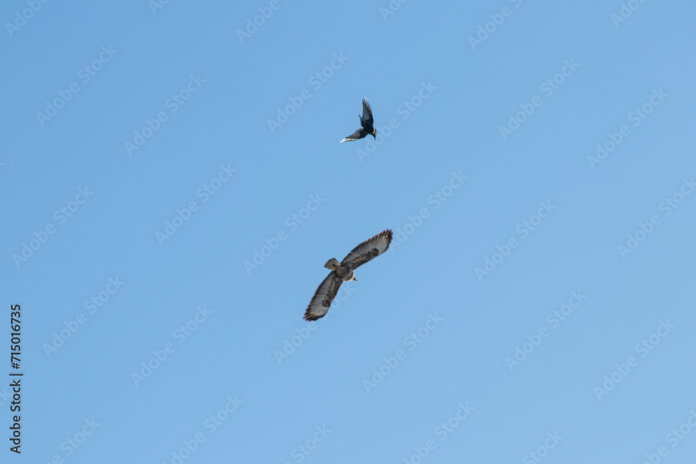 Black crow fighting against falcon or eagle in blue sky to expel the bird of prey and defend against threat of attacking falcon as angry crow fights in sky with aggressive hawk to protect little birds Black crow fighting against falcon or eagle in blue sky to expel the bird of prey and defend against threat of attacking falcon as angry crow fights in sky with aggressive hawk to protect little birds