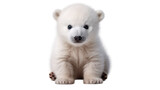  Cute little polar bear cub isolated on white transparent