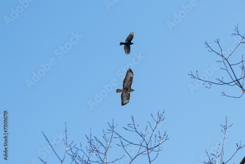 Black crow fighting against falcon or eagle in blue sky to expel the bird of prey and defend against threat of attacking falcon as angry crow fights in sky with aggressive hawk to protect little birds