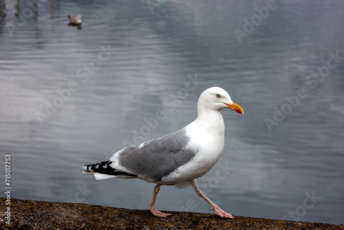 Photography Herring Gull (Larus argentatus) off the Coast of Clontarf, Dublin, Ireland