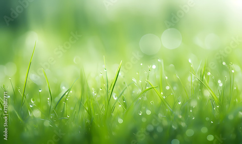 Beautiful spring bright nature background with soft leaves of green tall grass and morning dew. Soft focus.