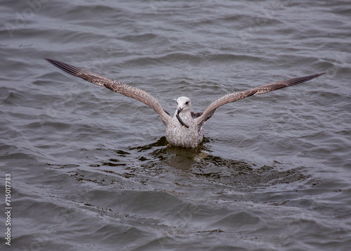 Photography Herring Gull (Larus argentatus) off the Coast of Clontarf, Dublin, Ireland
