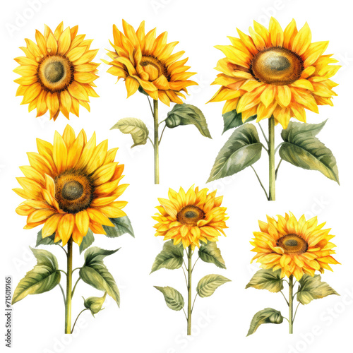 Set of sunflowers in an iron bucket hand drawn watercolor collection in vintage rustic style, png © Web