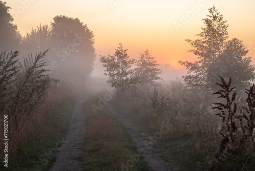 morning mist in the forest