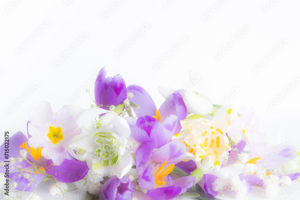 Close up. Crocuses and snowdrops. festive floral background. Extreme flowers close-up. Blurred photo. Close up. Crocuses and snowdrops. festive floral background. Extreme flowers close-up. Blurred photo.