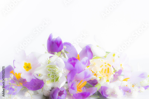 Close up. Crocuses and snowdrops. festive floral background. Extreme flowers close-up. Blurred photo.