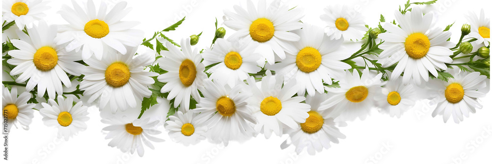 Bright chamomile daisy flower bud and stems pattern on white background. Aesthetic summer flower texture on a transparent background  - obrazy, fototapety, plakaty 