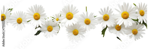 Bright chamomile daisy flower bud and stems pattern on white background. Aesthetic summer flower texture on a transparent background  © md alamin