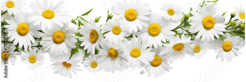 Bright chamomile daisy flower bud and stems pattern on white background. Aesthetic summer flower texture on a transparent background  photo