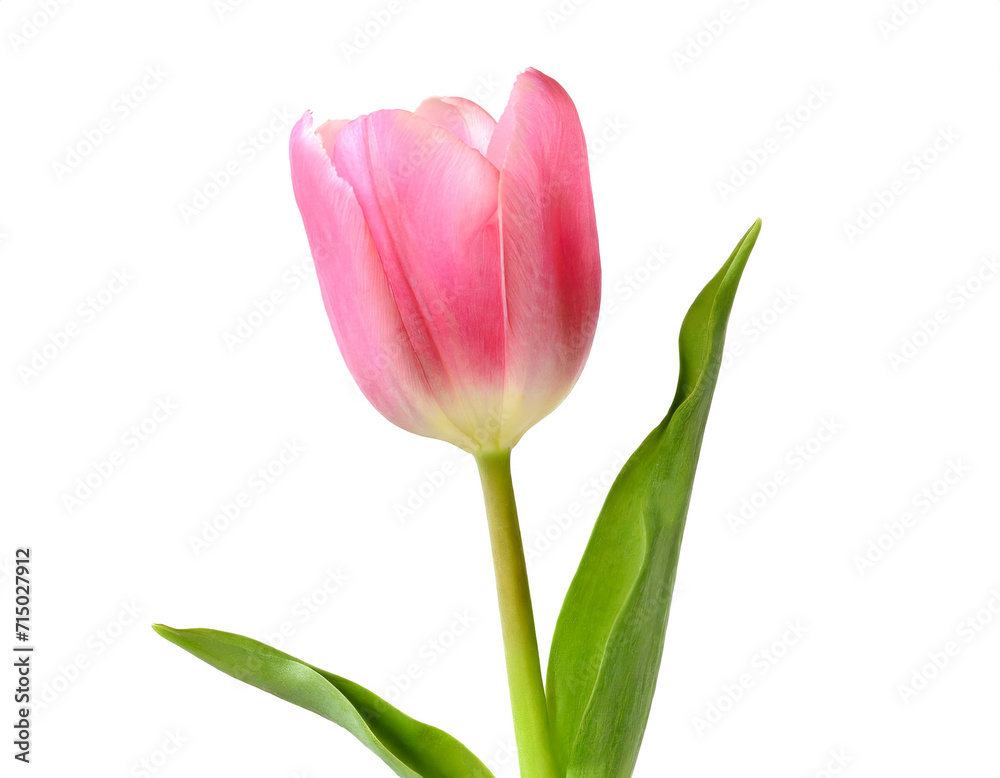 Rosa Tulpe isoliert auf weißem Hintergrund, Freisteller Rosa Tulpe isoliert auf weißem Hintergrund, Freisteller
