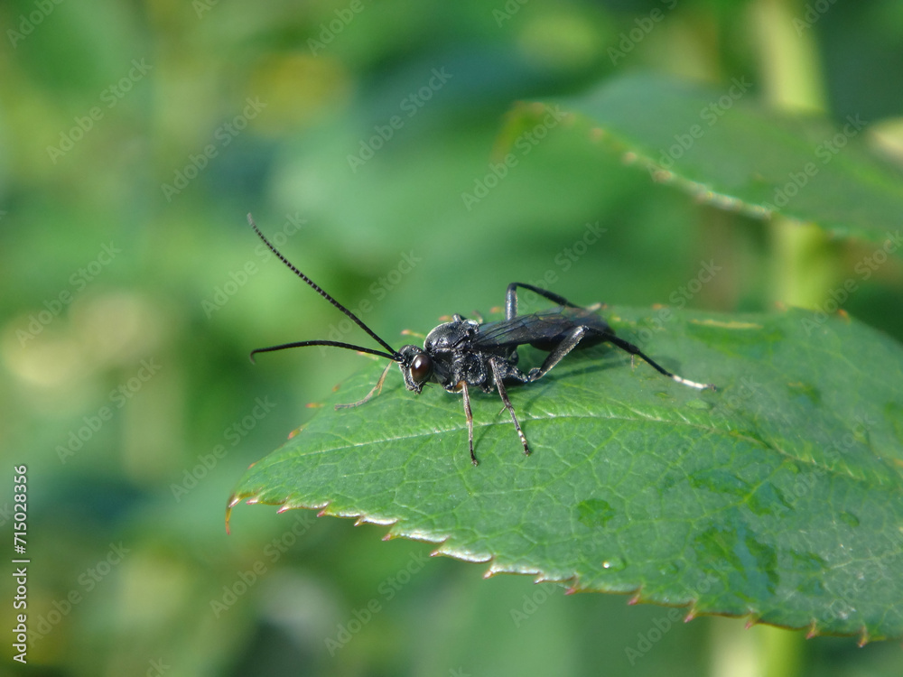 Ichneumon wasp (Ichneumonidae sp.) sitting on a green leaf Ichneumon wasp (Ichneumonidae sp.) sitting on a green leaf