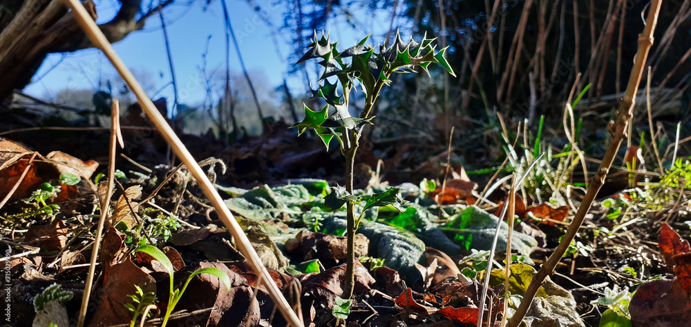 Naklejka premium Holly seedling