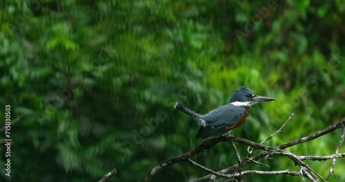 Kingfisher bird nattering perching on a twig in its natural habitat. photo