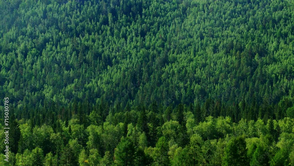 Green mixed forest in summer 4K background. Reserved footage. Green mixed forest in summer 4K background. Reserved footage.