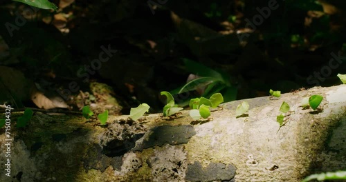 Fascinating ants at work harmonious system in Yasuni National Park. photo