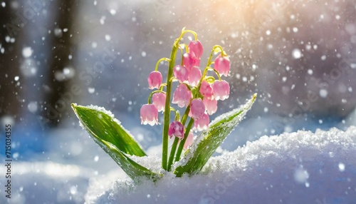 Blooming Flowers in the Snow - Early bloom in Winter Landscape 