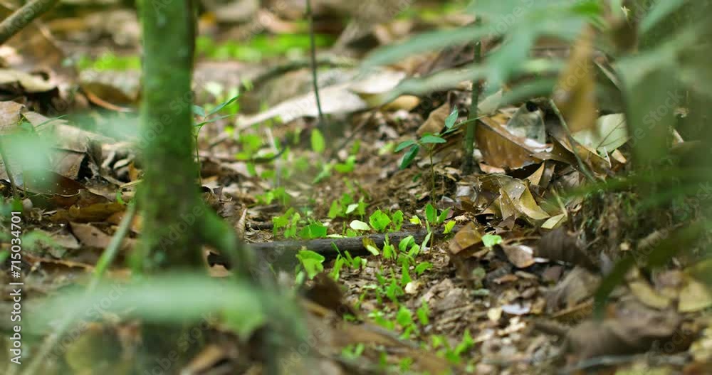 Organized group of ants carrying green leaves in a unified column. Organized group of ants carrying green leaves in a unified column.