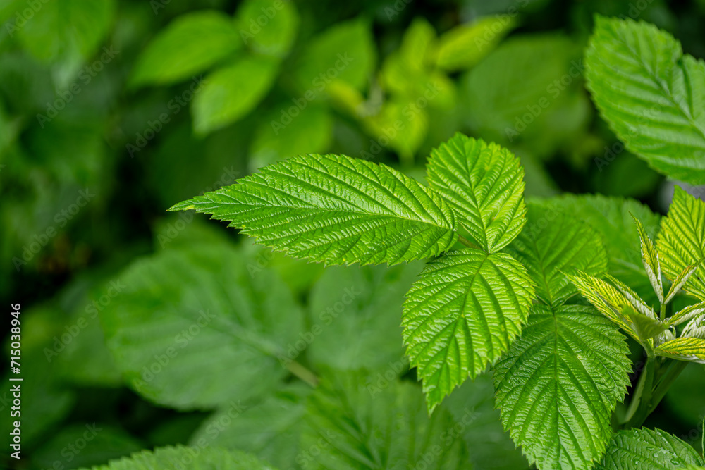 Green young raspberry leaves close-up in spring on a bush. Green young raspberry leaves close-up in spring on a bush.