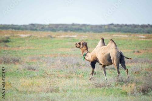 A brown camel walks on the green steppe