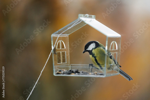 bird feeder on window. transparent cute feeder with food for wild animals. tits and sparrows eat food and fly. Soft selective focus. photos of wild animals, care for and feed forest migratory birds. photo