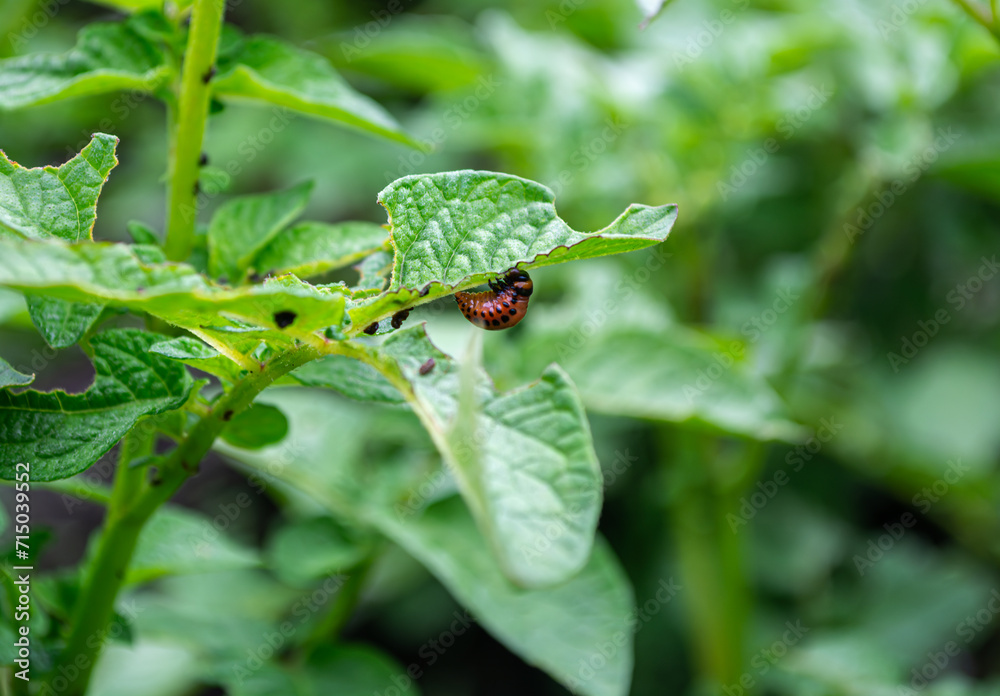 The young red larva of the Colorado potato beetle eats the leaves of green potatoes. Problems of agriculture. Insect control. The young red larva of the Colorado potato beetle eats the leaves of green potatoes. Problems of agriculture. Insect control.