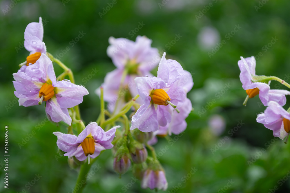 Potato white lilac flowers bloom in the field. Close-up. Agriculture. Potato white lilac flowers bloom in the field. Close-up. Agriculture.