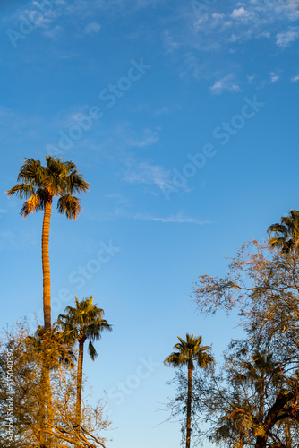 Fototapeta Naklejka Na Ścianę i Meble -  Beautiful colorful palm tree sunset in Tucson Arizona. Clouds and copyspace