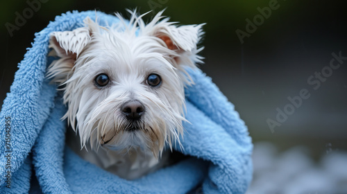 Portrait of a West Highland White Terrier dog after a bath in a blue towel. Cute dog wrapped in a towel. Animal concept, pet care.