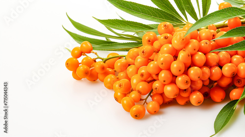 Sea Buckthorn Berry and Leaf on White
