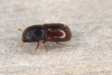 A bark beetle (Scolytinae in Curculionidae, formerly Scolytidae) observed on the island of Mauritius. 
