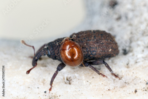 Beetles, a weevil (Curculionidae) and another observed on the island of Mauritius in mulch under trees.  photo