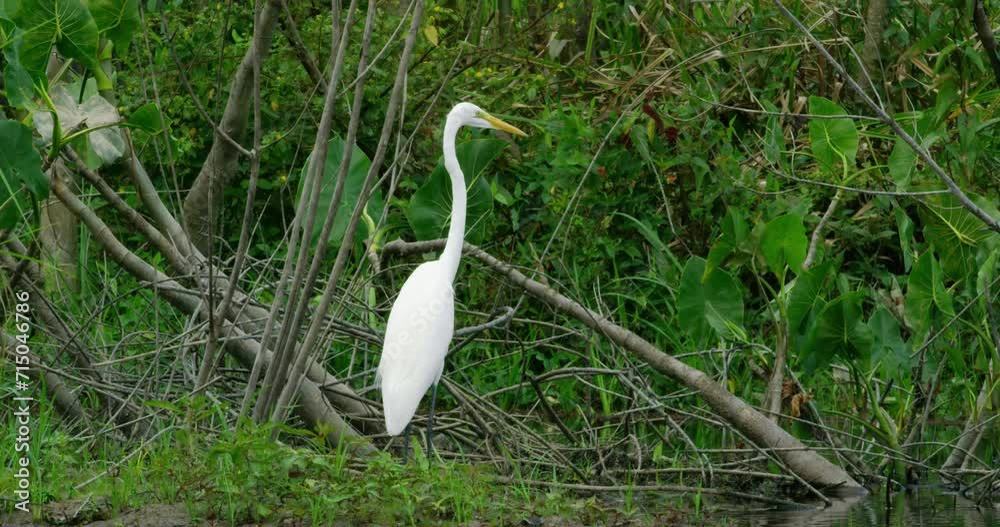 Steady shot for a Great Egret bird that is perched on a riverbank. Steady shot for a Great Egret bird that is perched on a riverbank.