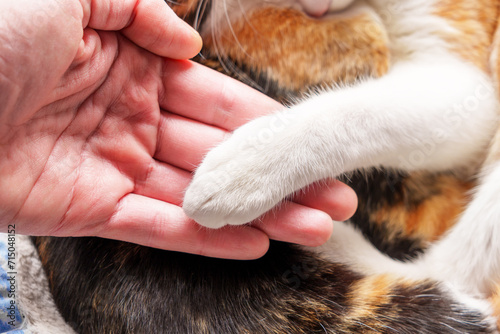 Human hand and cat paw together. Help animals concept