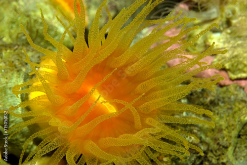 A closeup of a living Coral polyp underwater. photo